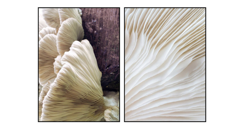 Tableau ORGANIC LINES - Affiche avec zoom champignon, montée à bord et encadrée sans verre. Encadrement bois ou noir.